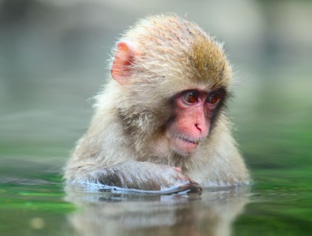 Japanese Macaque In Water