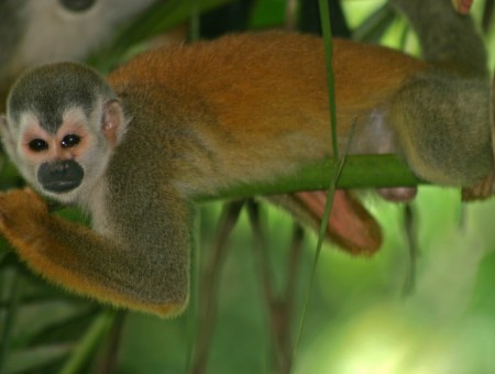 Brown Gray Monkey On Green Tree Branch