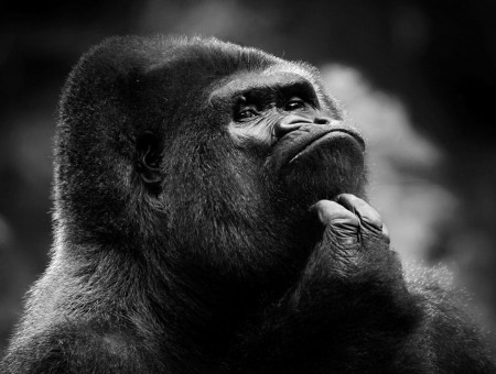 Gorilla Holding Its Chin In Greyscale Photography