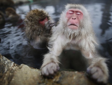 Baboon Bathing On Gray Waters During Daytime