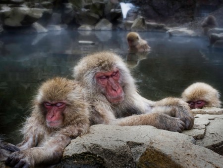 Brown White Japanese Macaque
