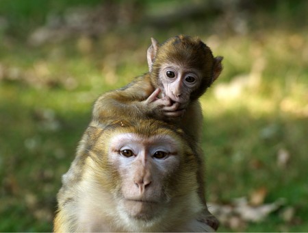 Baby Monkey On Back Of Adult Monkey