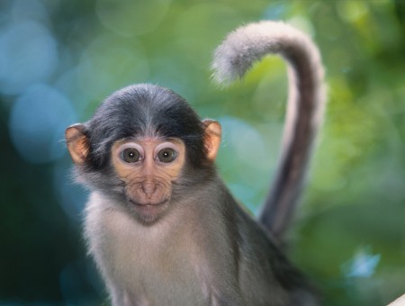 Gray And Black Monkey In Bokeh Photography