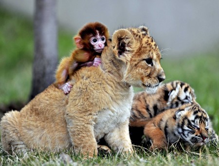 Brown Monkey Riding On Back Of Brown Tiger Cub