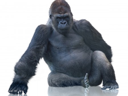 Black Gorilla Sitting On White Surface
