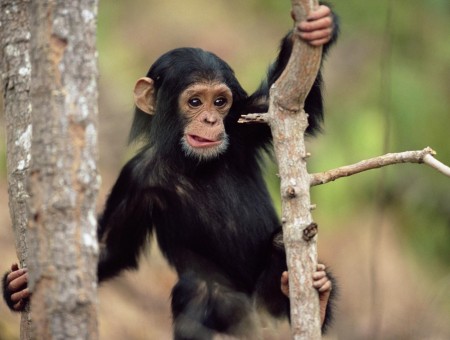 Bay Chimpanzee On Tree