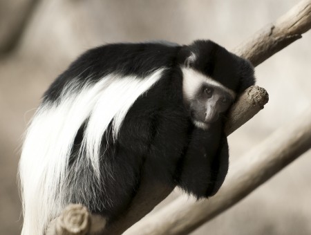 Black And White Primate Resting On Tree Branches