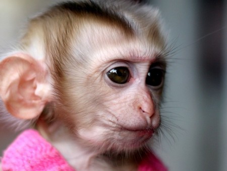 Monkey Infant Wearing Pink Dress In Close Up Photography