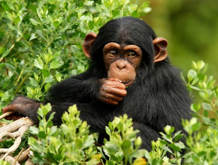 Black Monkey Sitting On A Tree Branches With Green Leaves During Daytime