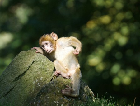 Brown Monkey Scratching Its Back On Rock