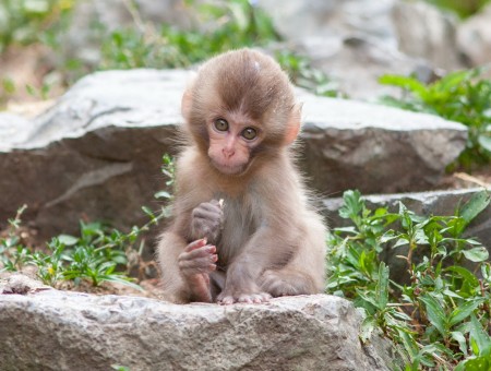 Monkey Sitting On Grey Rock