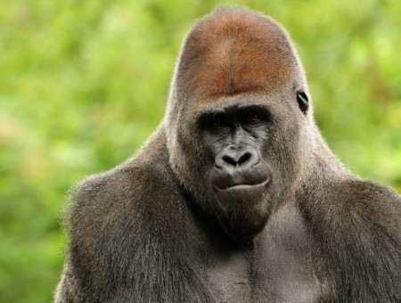Close Up Photo Of Gorilla