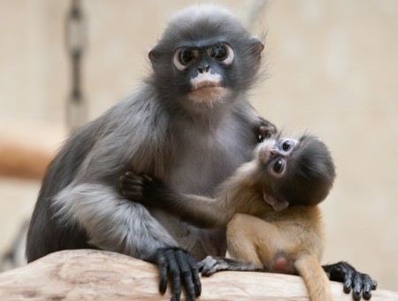 Baby Monkey Holding Its Mother Monkey