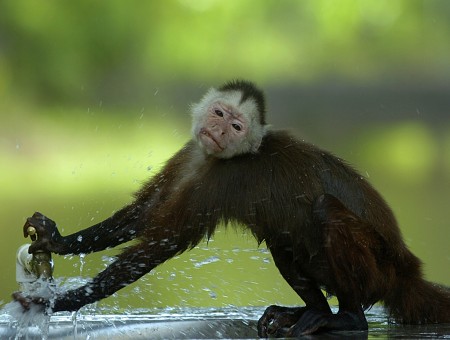 Brown Monkey During Daytime