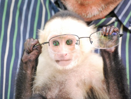 Black And White Monkey Holding Silver Half Framed Eyeglasses