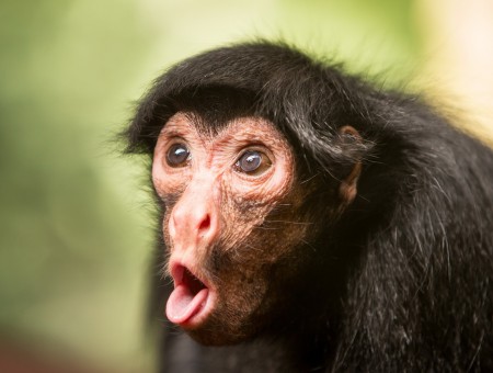 Black And Brown Monkey With Open Mouth
