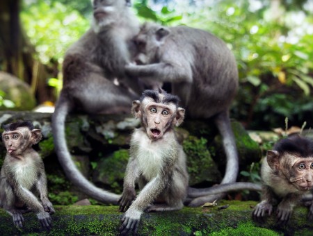5 Grey Monkeys In A Jungle