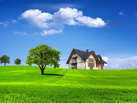 Sole Tree Over Green Grass Near House During Daytime