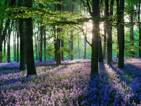 Purple Flowers Under Tall Trees During Daytime