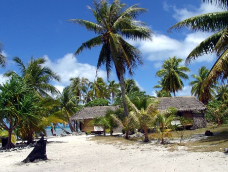 Gray Thatch Roofed Huts Surrounded By Green Coconut Palm Trees During Day