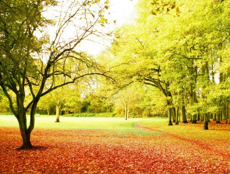 Green Tall Trees Over Red Leaves Covering The Ground During Daytime