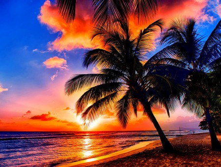 Palm Trees On A Beach Under A Sunset Sky