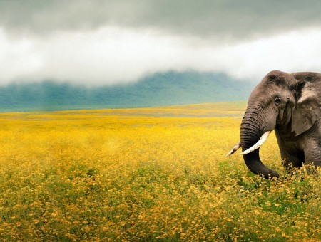 Gray Elephant Standing On Yellow Flower Field Under Cloudy Sky During Daytime