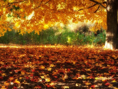 Autumn Tree View