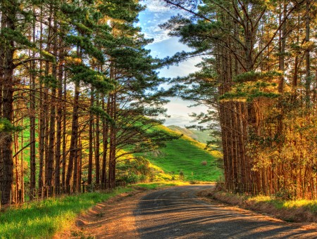 Gray Rolled Asphalt Road Surrounded By Green Forest Trees During Day