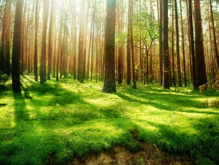 Forest Trees And Green Grass With Sunlight Passing Through