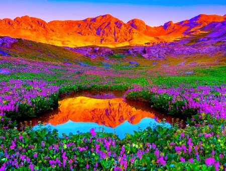 Glassy Pond In The Middle Of Purple Flower Field At The Valley