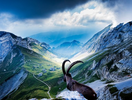 Brown Ram On Alp Mountain