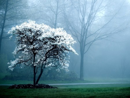 White Flowering Tree On Green Grass By A Concrete Road During Misty Morning