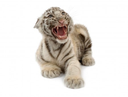 Black And Fawn Tiger Cub