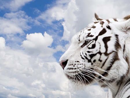 White Tiger Under White Cloudy Blue Sky During Daytime