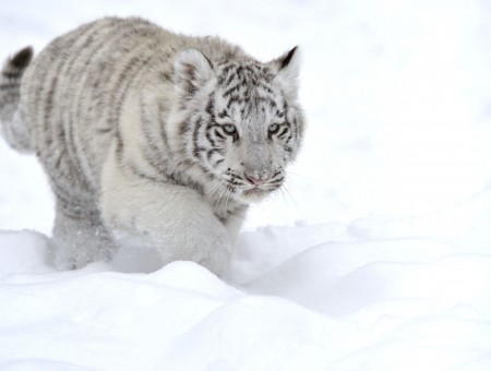 Snow Leopard Walking On Snow Field During Daytime