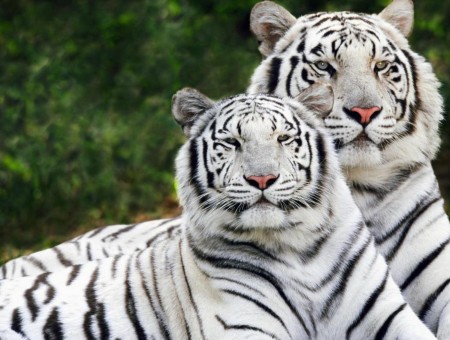 Two White Tigers During Daytime