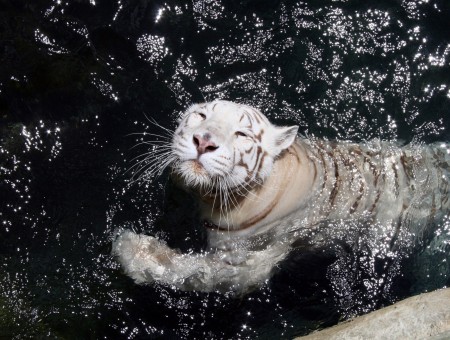 Albino Tiger Swimming In Water During Daytime