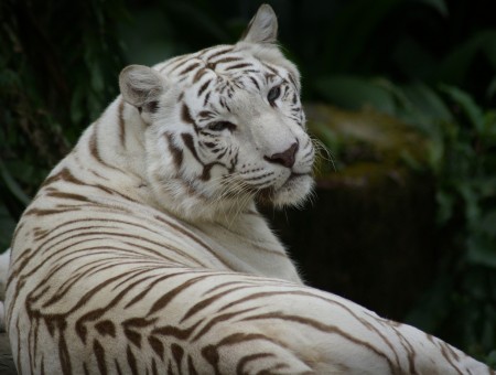 White Tiger Lying On Rock