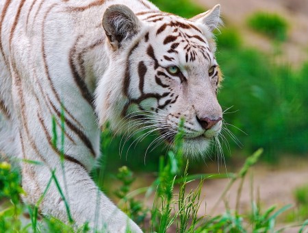 White Tiger Walking On Grass