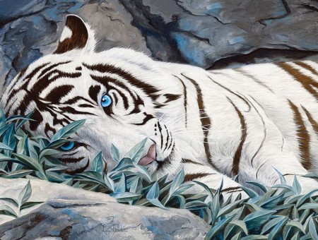 Albino Tiger Lying On Ground