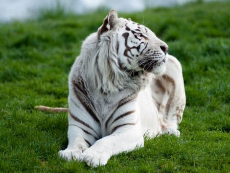 Adult White Tiger On Green Grass Field During Daytime