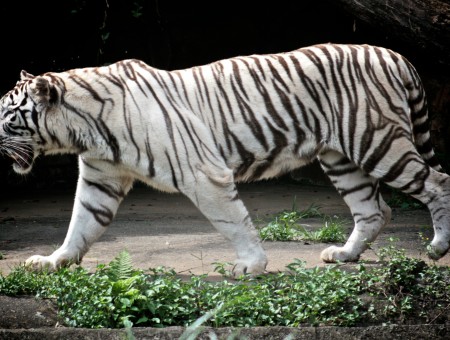 Close Photography Ofwhite Tiger