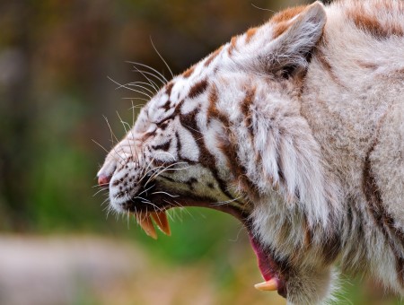 Yawning Albino Tiger During Daytime