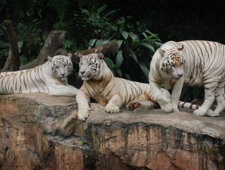 3 White Tigers On Brown Rocky Mountain During Daytime