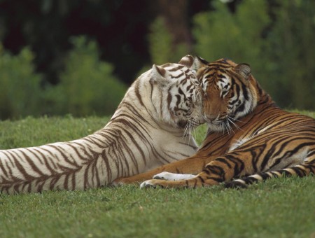 2 White And Brown Tigers Lying On The Grass Field