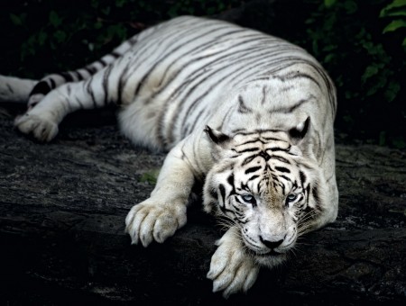 Albino Tiger Lying On Ground During Daylight