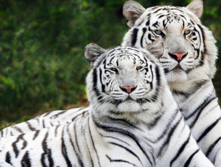 2 Adult White Tigers On Green Grass Field During Daytime