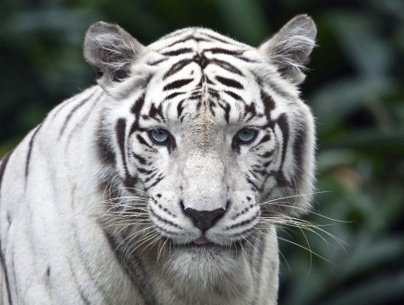 White And Black Tiger In A Close Up Photography