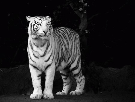 Snow Tiger In Grayscale
